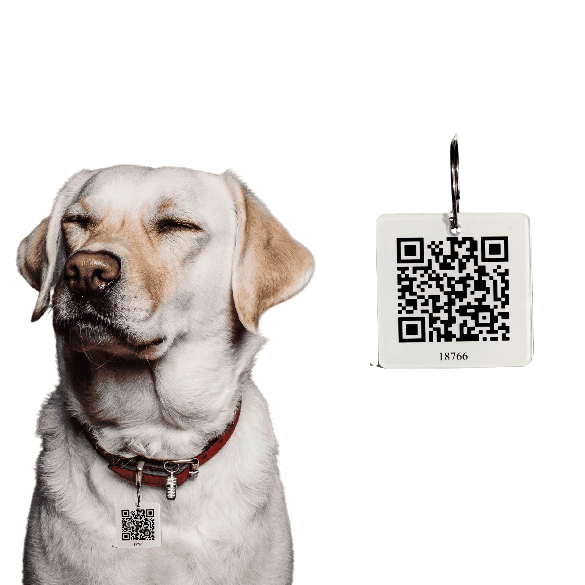 QR Tags for dogs