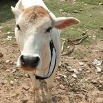 Cow Reflective Collars