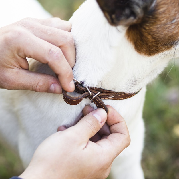 Things To Consider While Buying Dog Collars